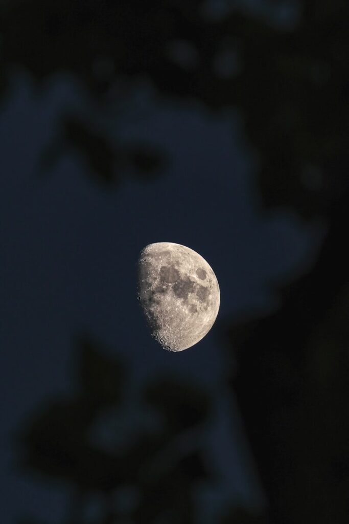 Half moon in a dark sky, framed by blurred leaves.
